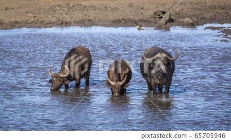 African buffalo in Kruger National park, South 65705946
