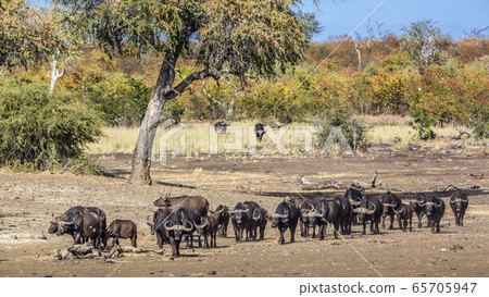 African buffalo in Kruger National park, South African buffalo in Kruger National park, South 65705947