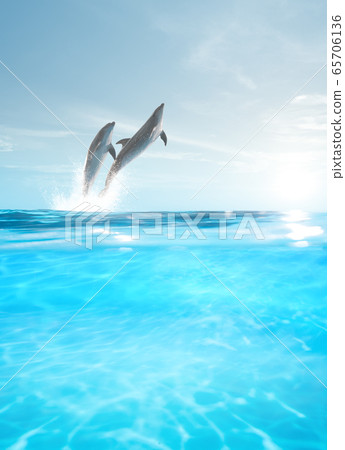 dolphins jump out dolphins jump out 65706136