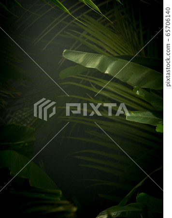 in the jungle 65706140