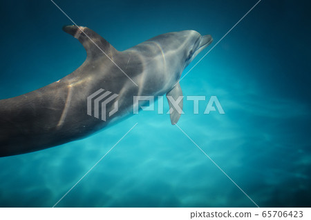 deep ocean 65706423