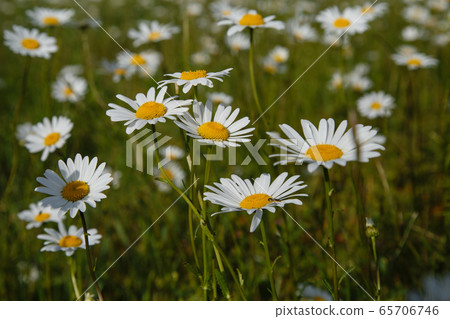 a large field of daisies 65706746