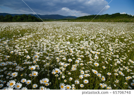 a large field of daisies a large field of daisies 65706748
