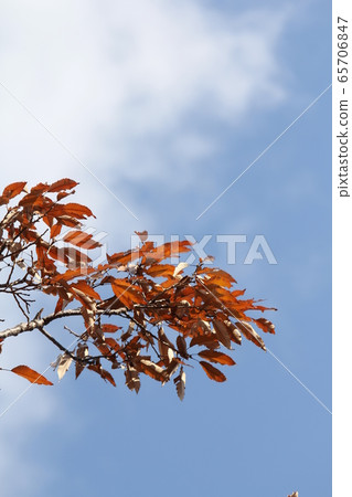 Autumn leaves of Abemaki Autumn leaves of Abemaki 65706847