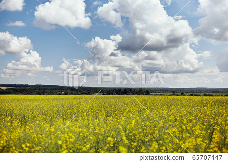 Field of yellow flowers and amazing cloudy sky 65707447