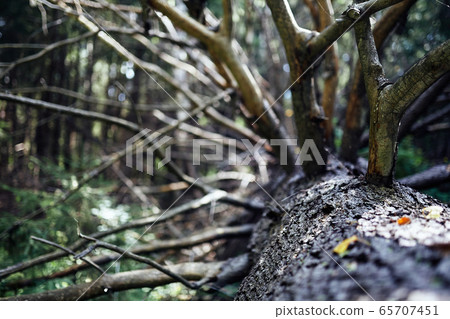 A close up of a tree branch A close up of a tree branch 65707451