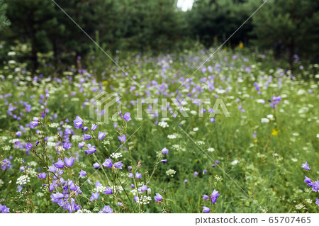 Purple flowers in a lush green field on a background of trees Purple flowers in a lush green field on a background of trees 65707465