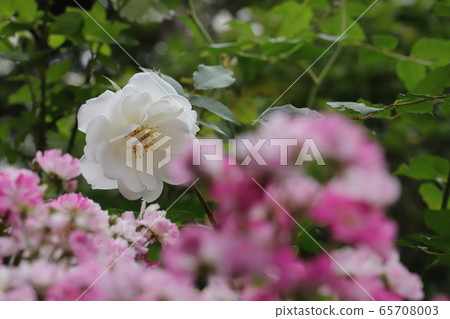 Garden gardening mini rose Yamezu Hime 65708003