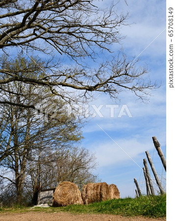 Hay tuscany Hay tuscany 65708149