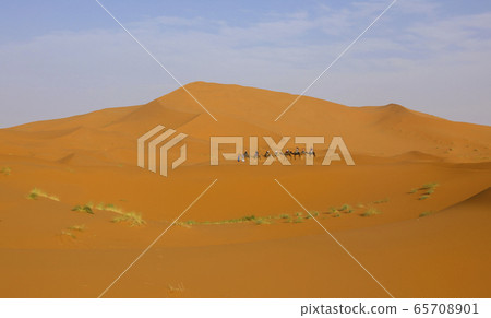 A caravan of camels. Desert in Morocco. A caravan of camels. Desert in Morocco. 65708901