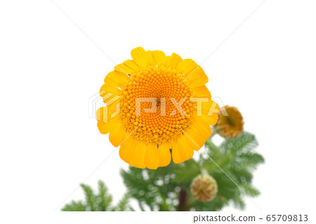 Orange chamomile 65709813