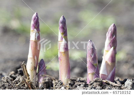 asparagus sprouts in the garden asparagus sprouts in the garden 65710152