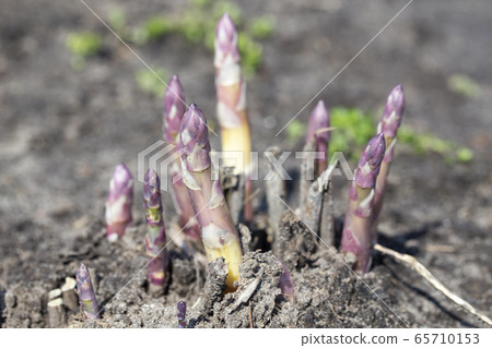 asparagus grows in the garden asparagus grows in the garden 65710153