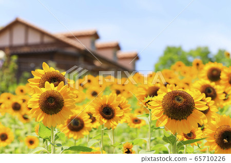 Osaka / Harvest Hill / Summer / Sunflower 65710226