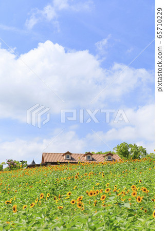 大阪府/豐收山/夏季/向日葵 65710229
