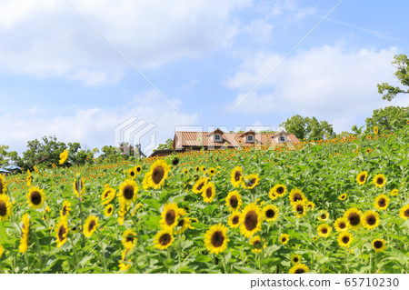 大阪府/豐收山/夏季/向日葵 65710230