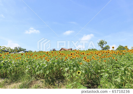 大阪府/豐收山/夏季/向日葵 大阪府/豐收山/夏季/向日葵 65710236