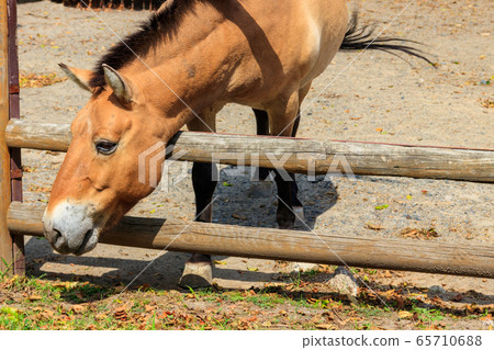 Przewalski wild horse in a paddock 65710688