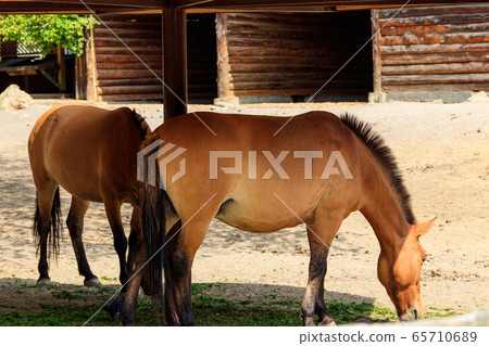 Przewalski wild horses in a paddock 65710689
