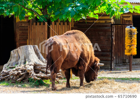 American bison (Bison bison) 65710690