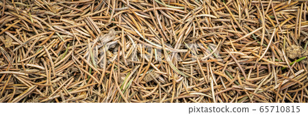 closeup background and texture of forest floor closeup background and texture of forest floor 65710815