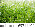Dew drops on the grass shining in the morning rays of sun. 65711104