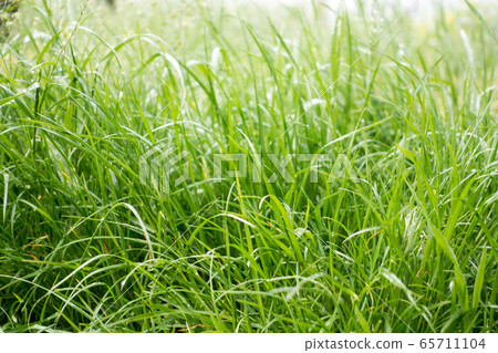 Dew drops on the grass shining in the morning rays of sun. 65711104