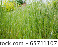 Dew drops on the grass shining in the morning rays of sun. 65711107