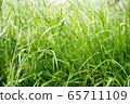 Dew drops on the grass shining in the morning rays of sun. 65711109