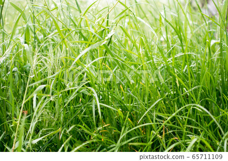 Dew drops on the grass shining in the morning rays of sun. 65711109