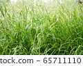 Dew drops on the grass shining in the morning rays of sun. 65711110