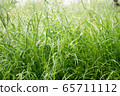 Dew drops on the grass shining in the morning rays of sun. 65711112