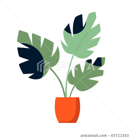 Vector illustration of monstera palm in a pot. 65711583