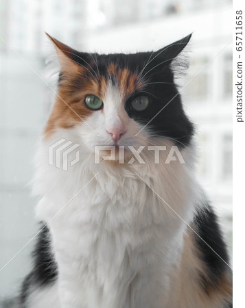 cat in black and orange-white spots looks directly at the camera cat in black and orange-white spots looks directly at the camera 65711658