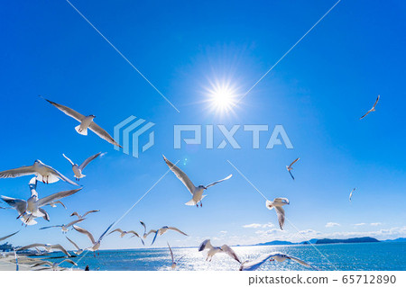 Black-headed gull Takeshima [Aichi Prefecture] 65712890