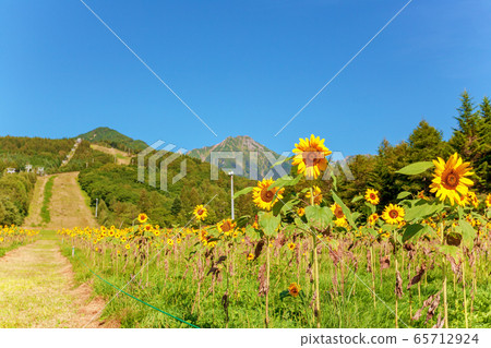 Sunflower (Sunny in September) Sunflower (Sunny in September) 65712924