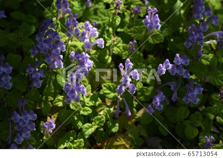 黃芩 黃芩 65713054