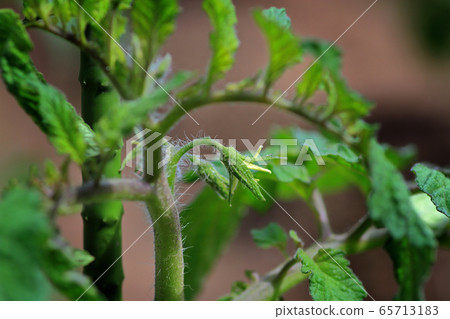 Tomato flower bud Tomato flower bud 65713183