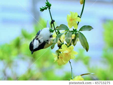 黃李子和山雀 65713275