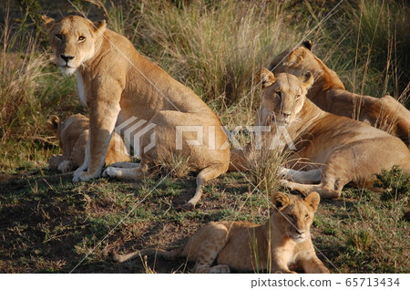 非洲稀樹草原景觀 65713434