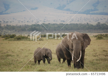 African savanna landscape African savanna landscape 65713496
