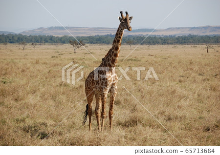 African savanna landscape, Masai Mara African savanna landscape, Masai Mara 65713684