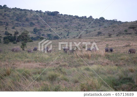 African savanna landscape, Masai Mara African savanna landscape, Masai Mara 65713689
