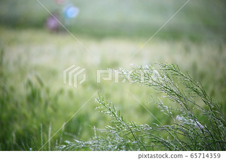 大麥場景觀，農場景觀 65714359