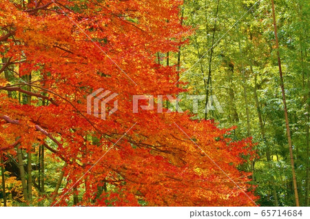 Autumn leaves and bamboo Autumn leaves and bamboo 65714684