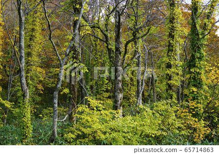 Beech forest of Shirakami mountains 65714863