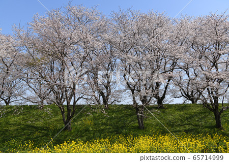 Sa玉縣吉見町櫻花津堤公園 65714999