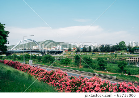 Jungnangcheon Stream park with pink rose flowers in Seoul, Korea Jungnangcheon Stream park with pink rose flowers in Seoul, Korea 65715006