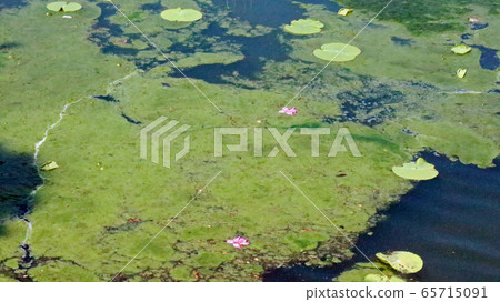 Lotus pond 65715091