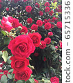 玫瑰 65715336
